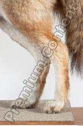 Leg Wolf